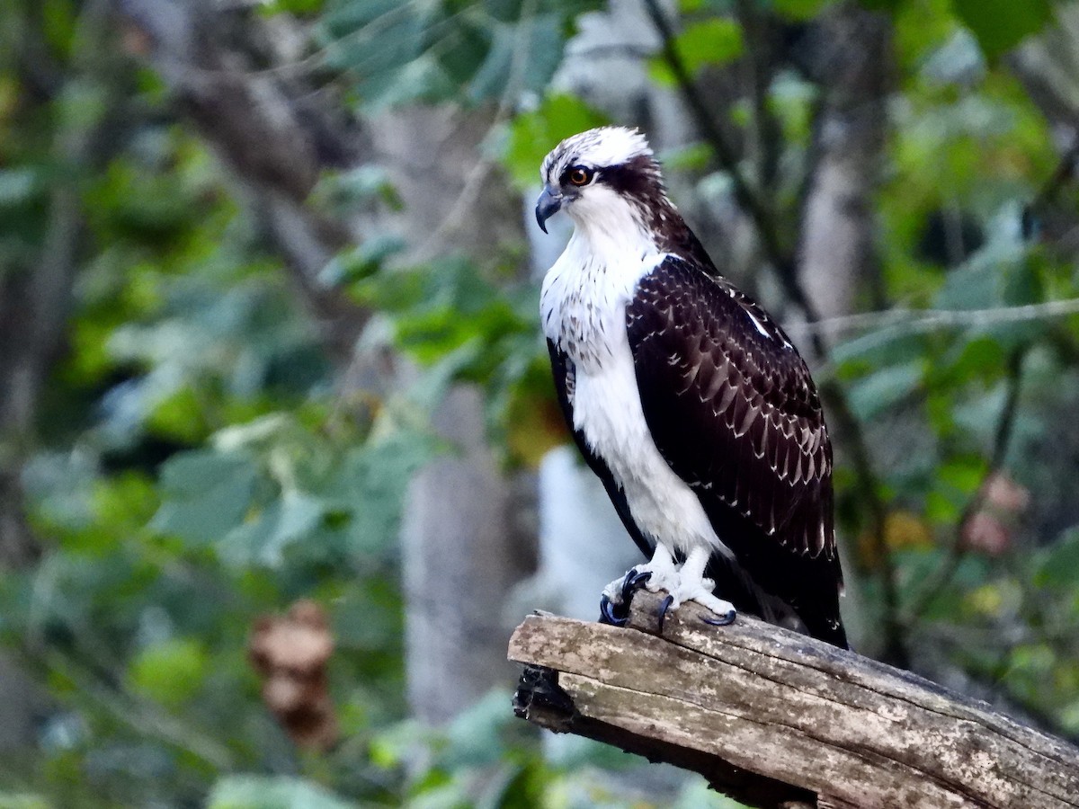 Osprey - ML609117639