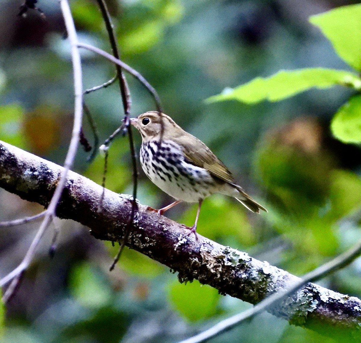 Ovenbird - ML609117657