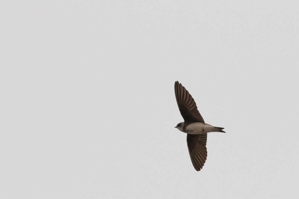 Bank Swallow - ML609117658