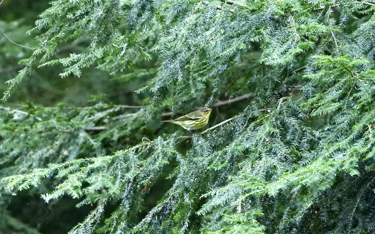 Cape May Warbler - ML609117659