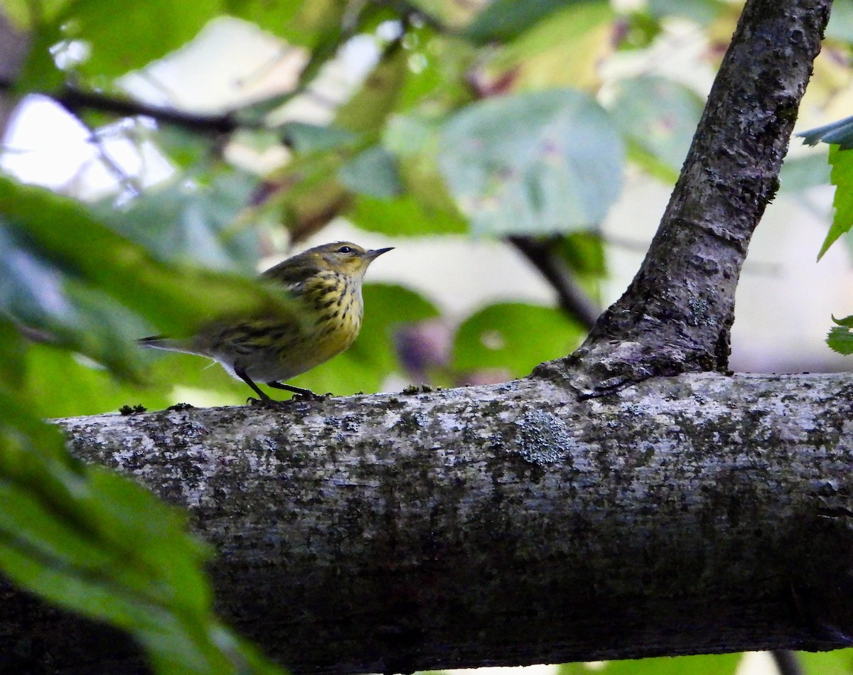 Cape May Warbler - ML609117660