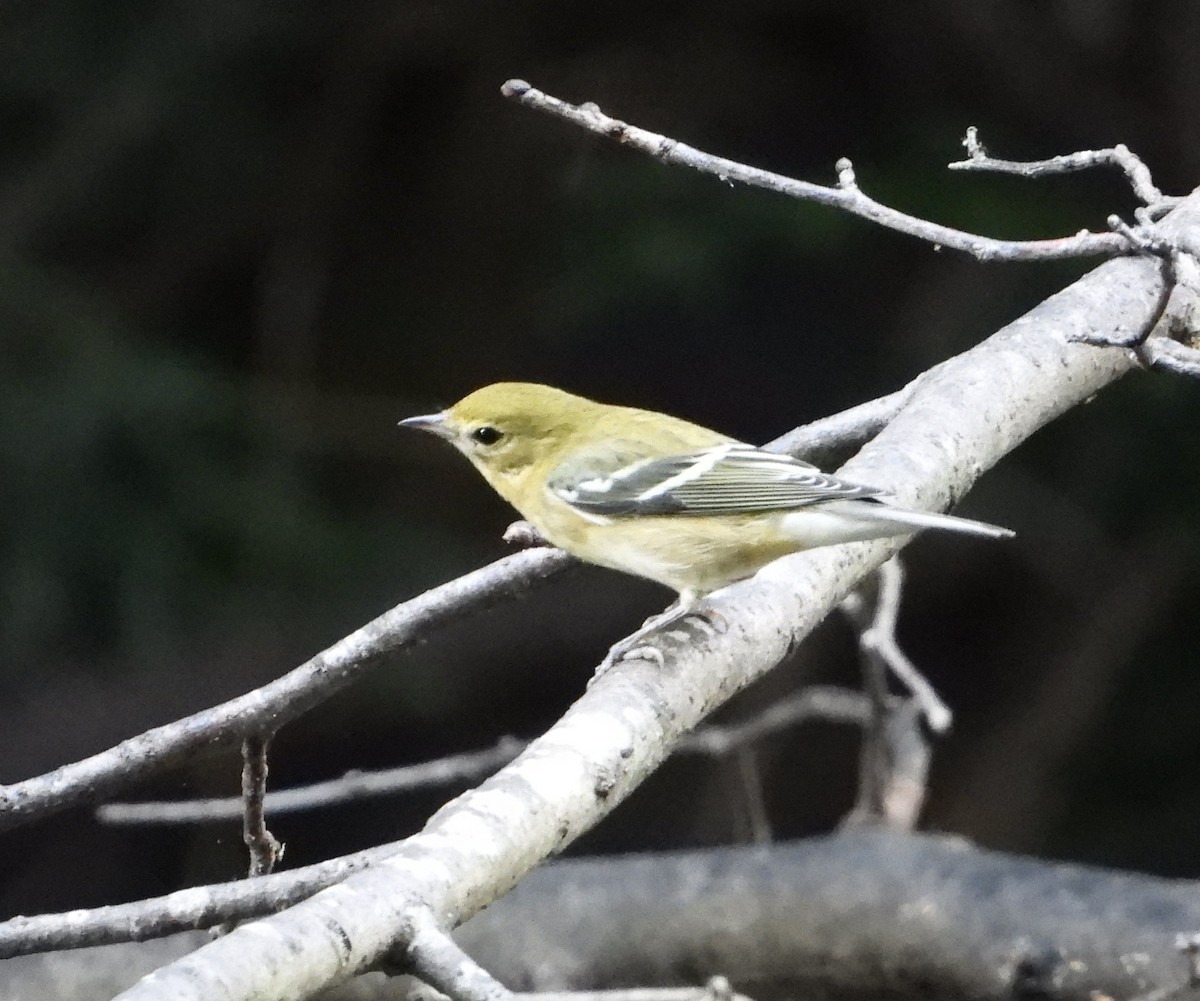 Bay-breasted Warbler - ML609117661