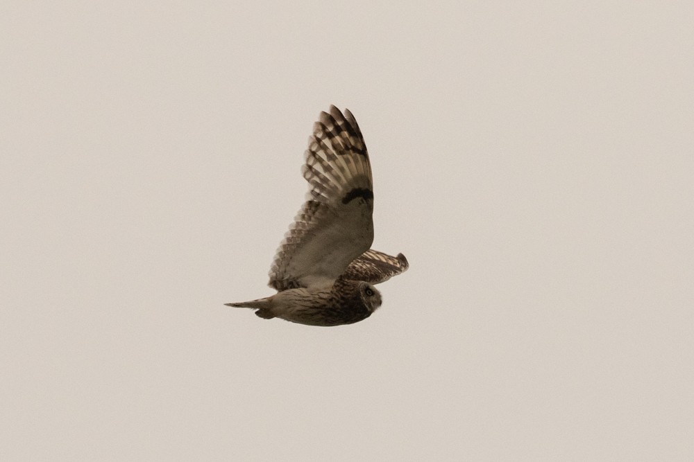 Short-eared Owl - Denis Corbeil