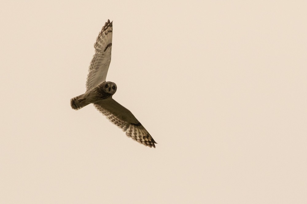 Short-eared Owl - ML609117699