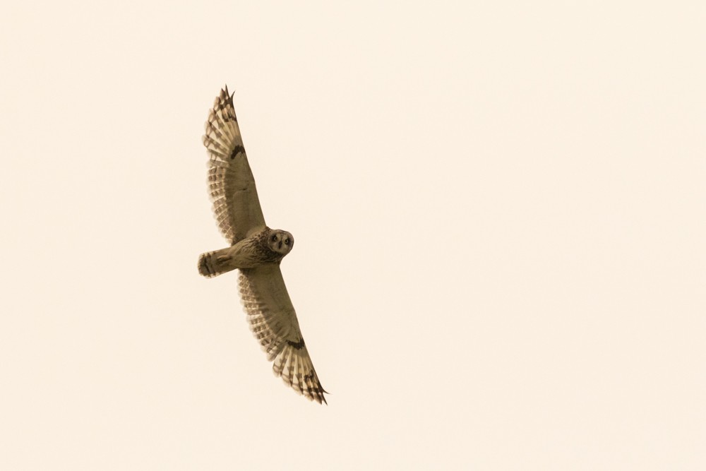 Short-eared Owl - ML609117705