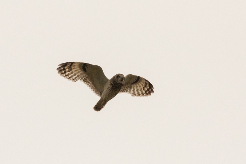 Short-eared Owl - ML609117715