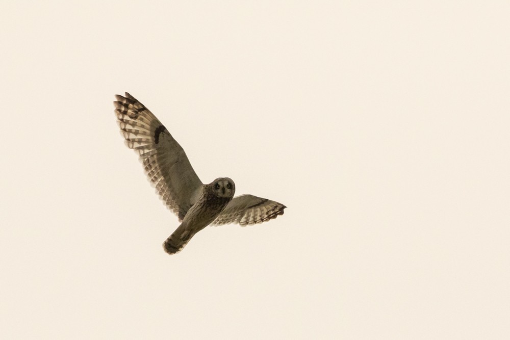 Short-eared Owl - ML609117716