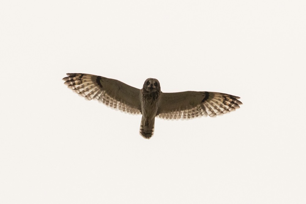 Short-eared Owl - ML609117719