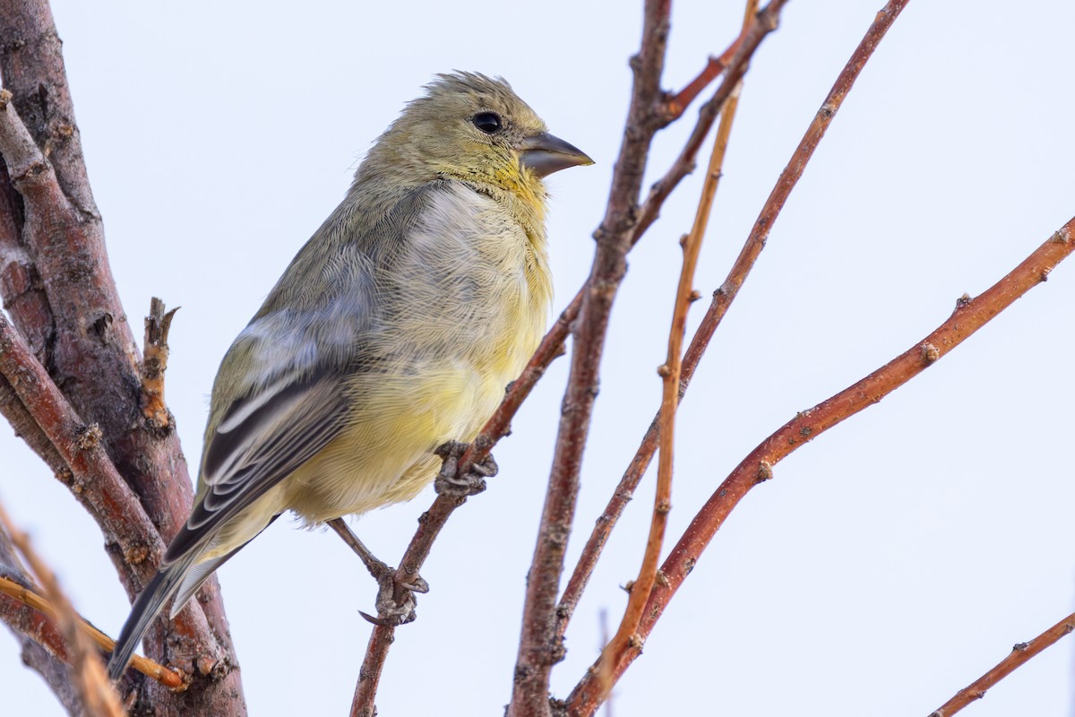 Lesser Goldfinch - ML609117782