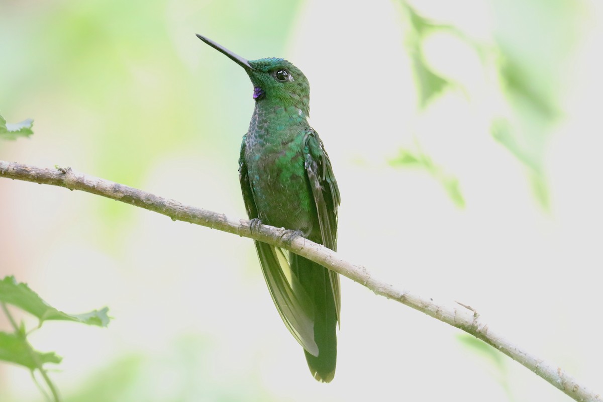 Green-crowned Brilliant - ML609117957