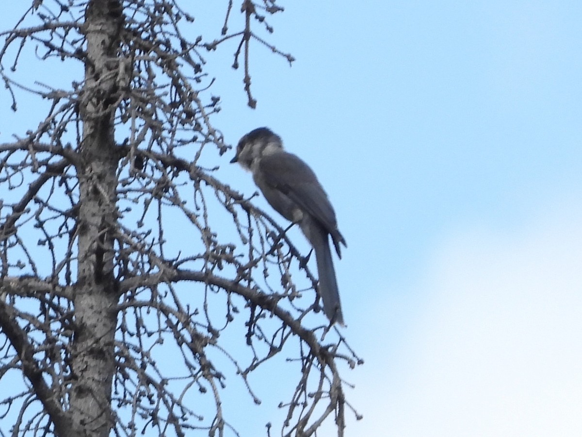 Canada Jay - Ted Hogg