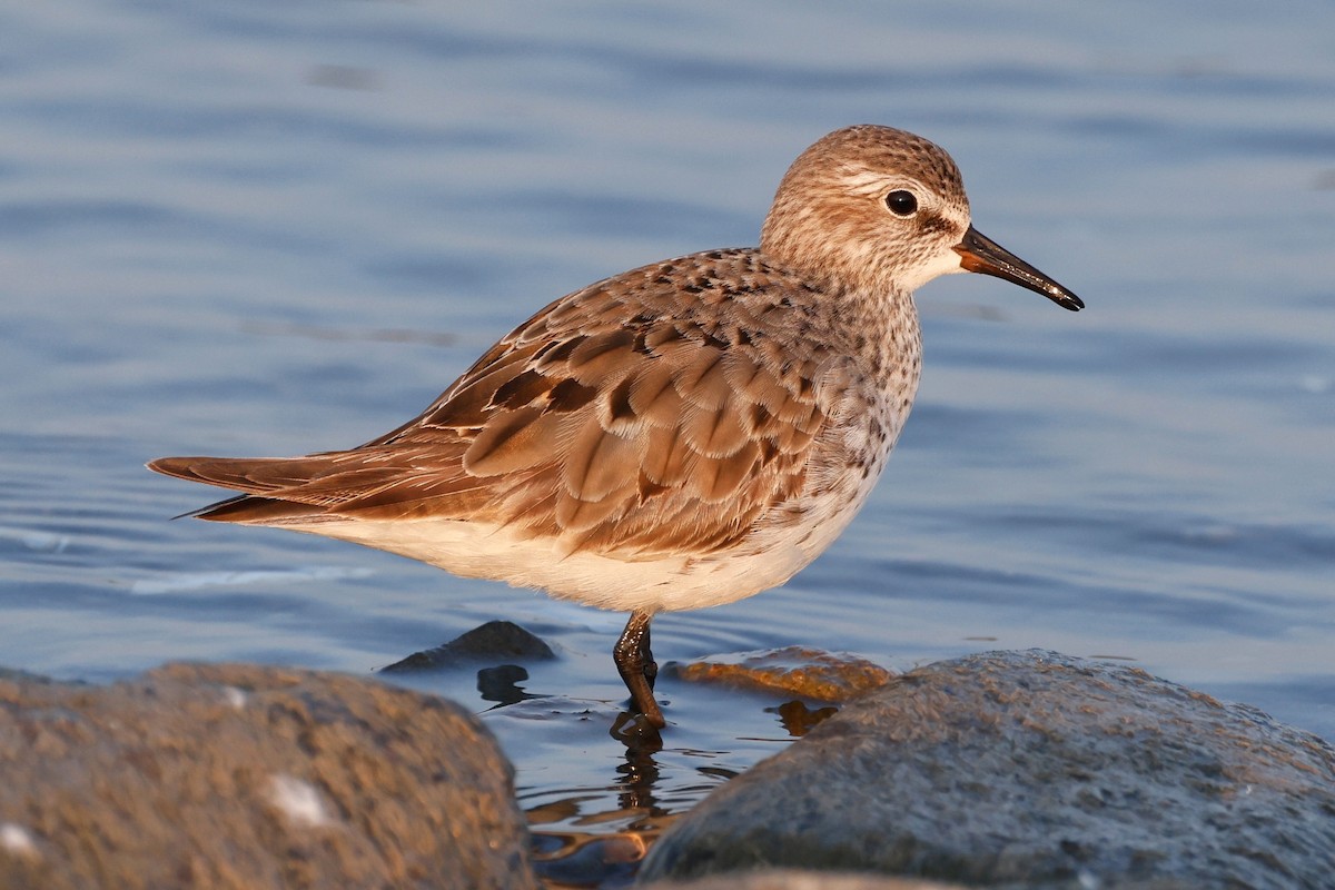 Weißbürzel-Strandläufer - ML609118003