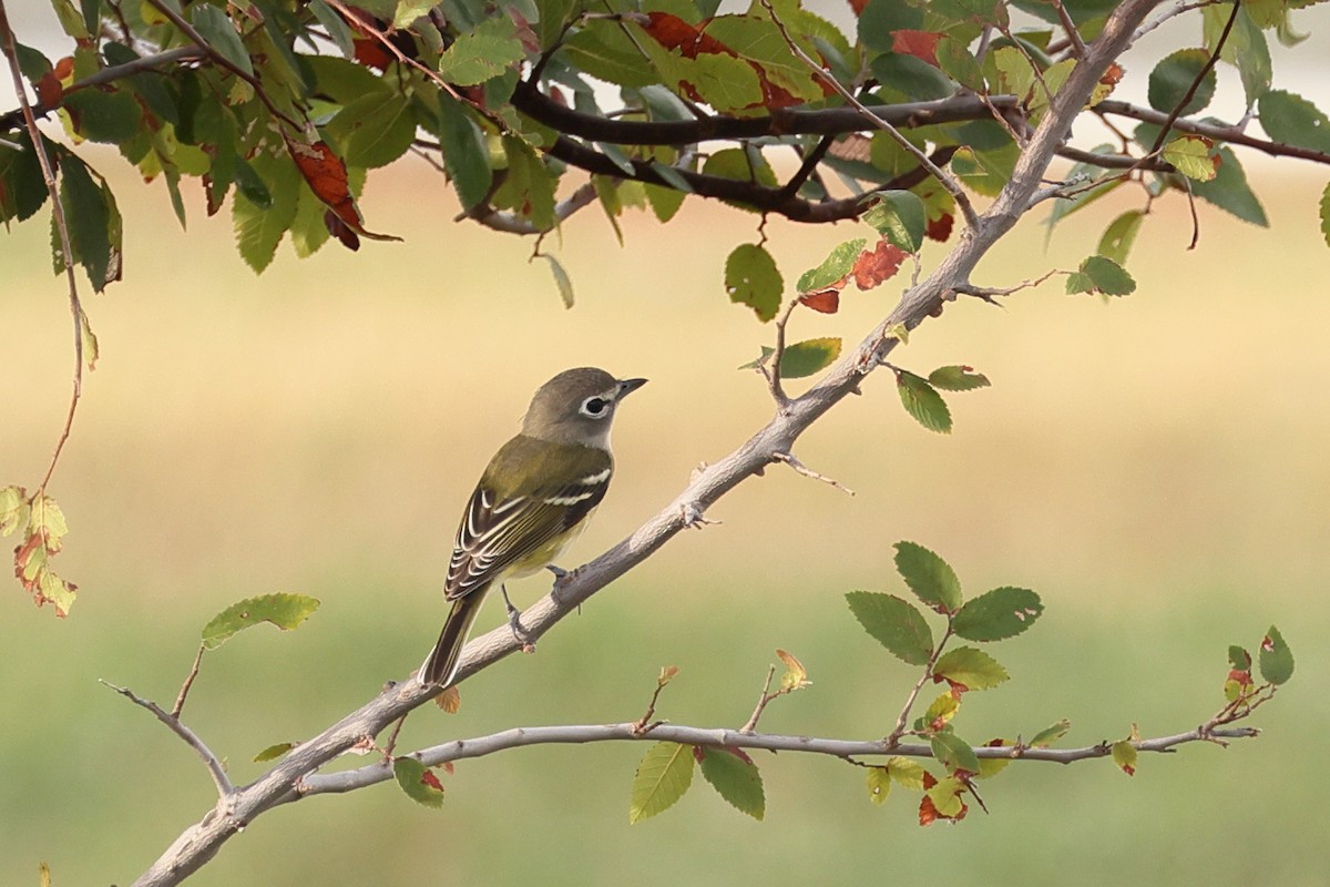 Blue-headed Vireo - Fernanda Araujo