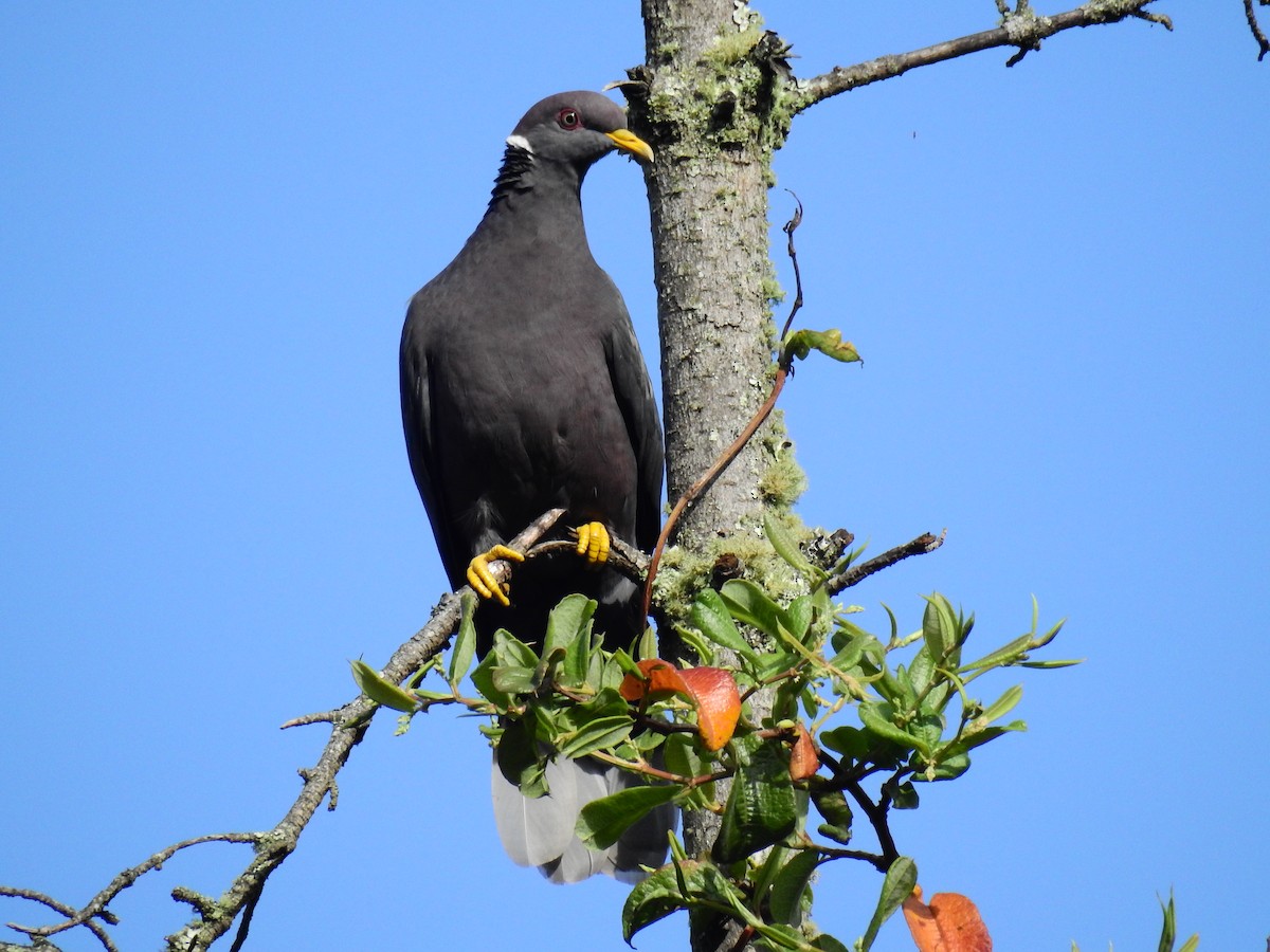 Band-tailed Pigeon - ML609118036