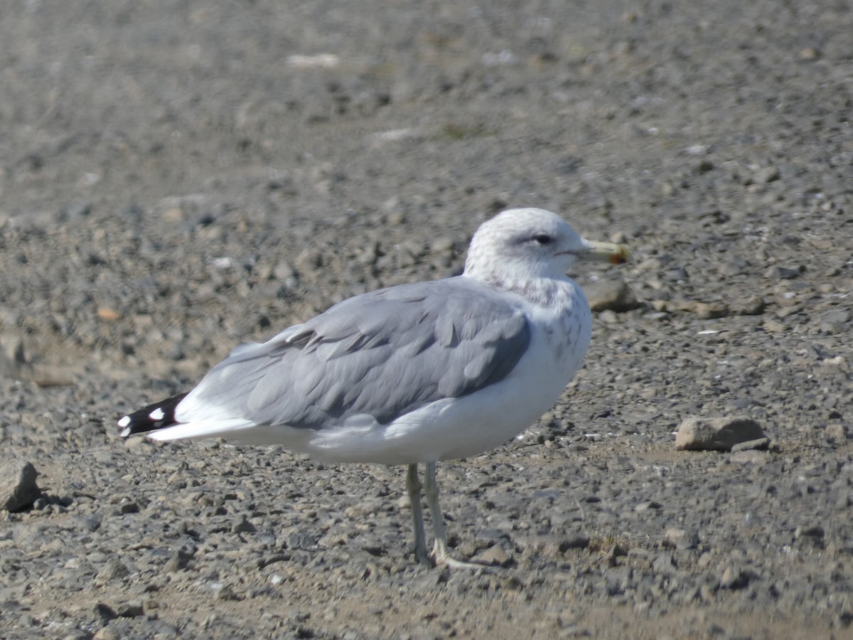 California Gull - ML609118038