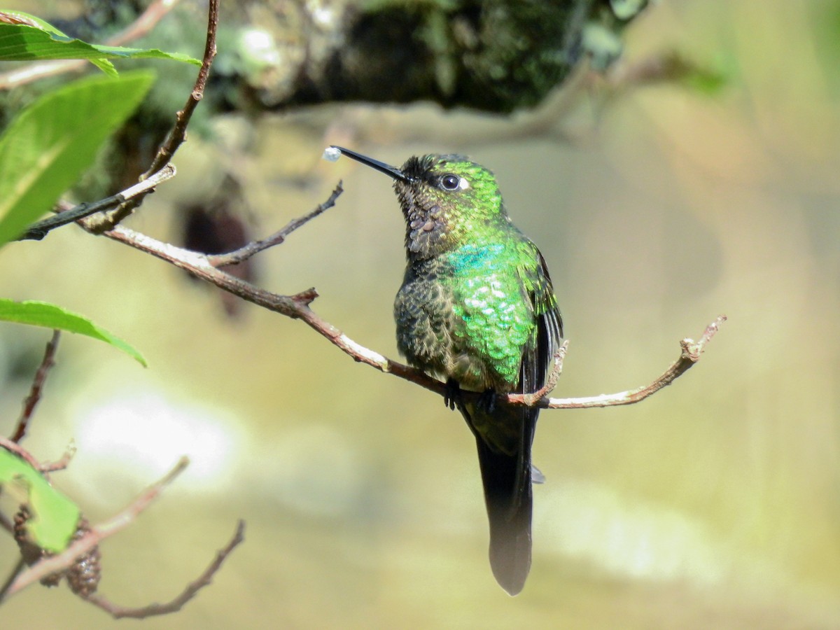 Purple-throated Sunangel - ML609118041