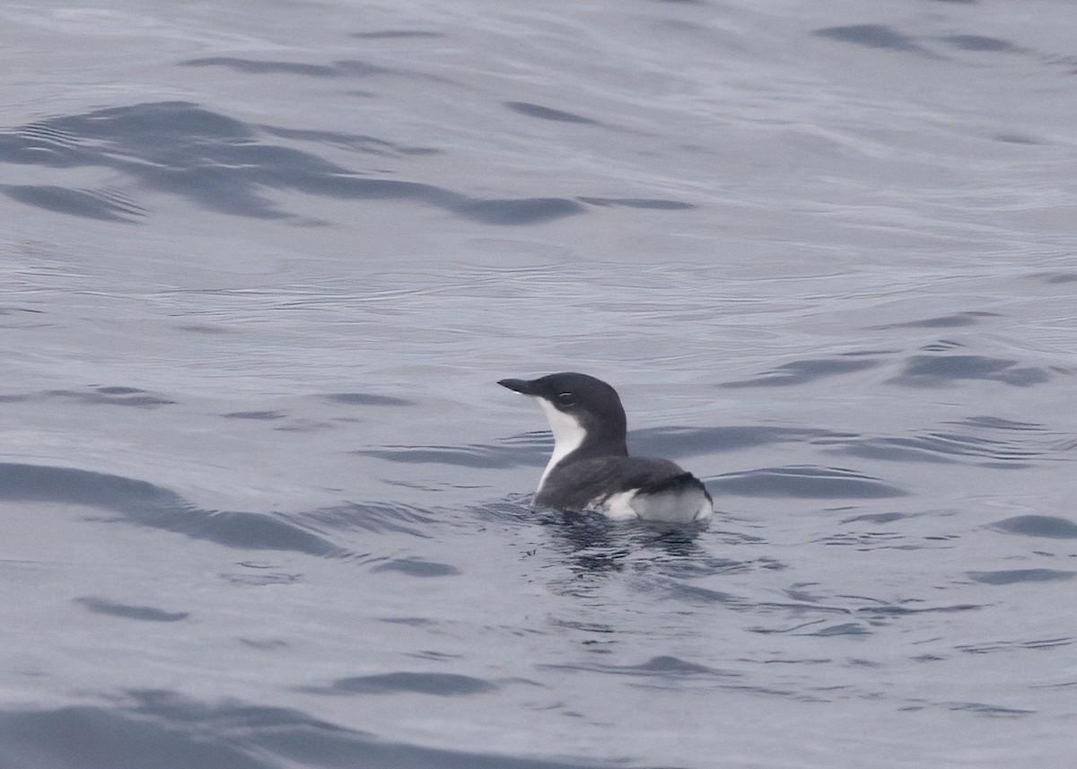 Scripps's Murrelet - ML609118058