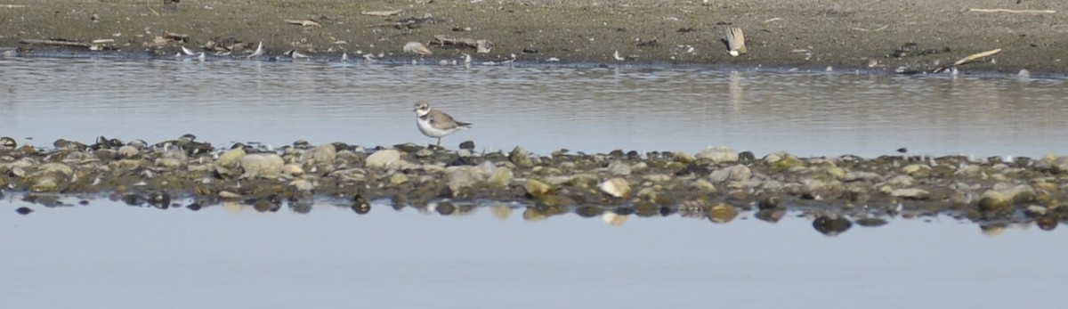 Semipalmated Plover - ML609118109