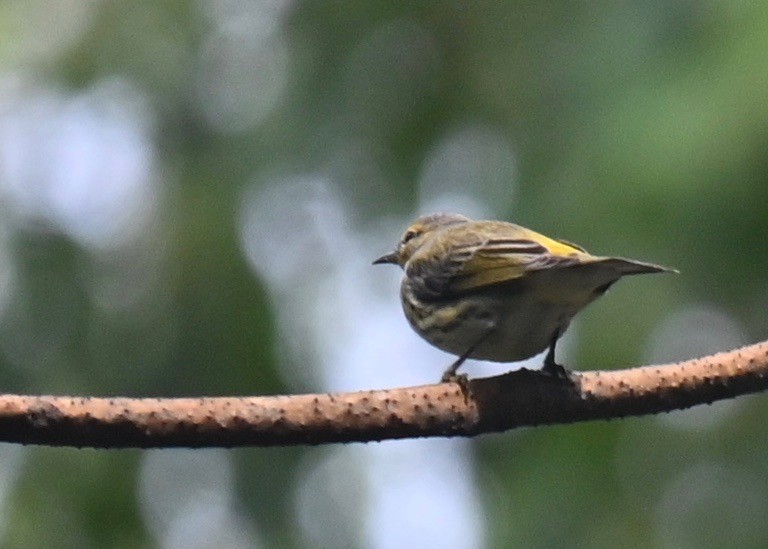Cape May Warbler - ML609118207