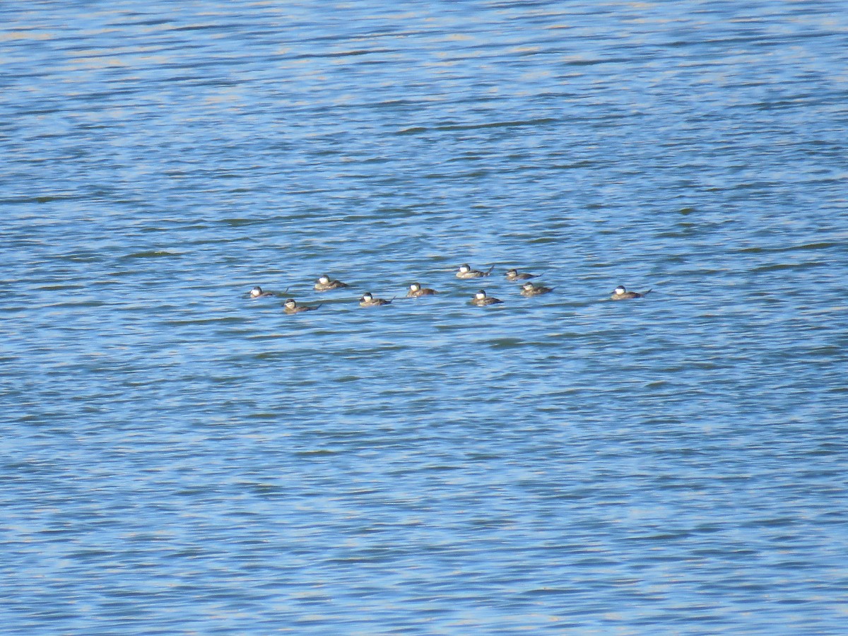 Ruddy Duck - ML609118247