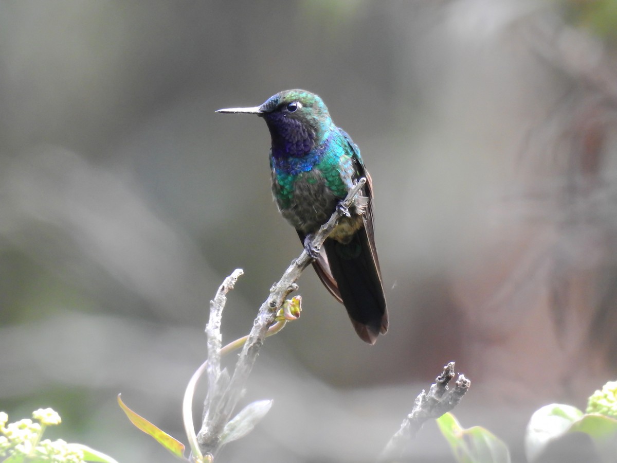 Purple-throated Sunangel - ML609118248