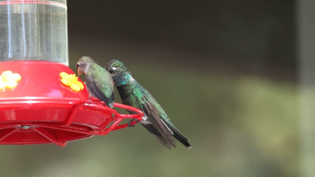 Colibrí Magnífico - ML609118296