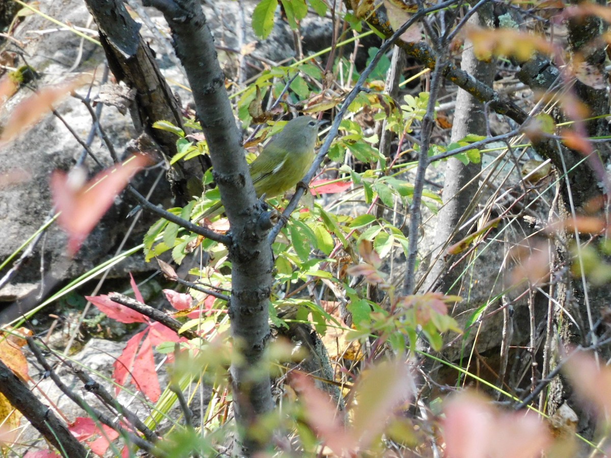 Orange-crowned Warbler - ML609118337