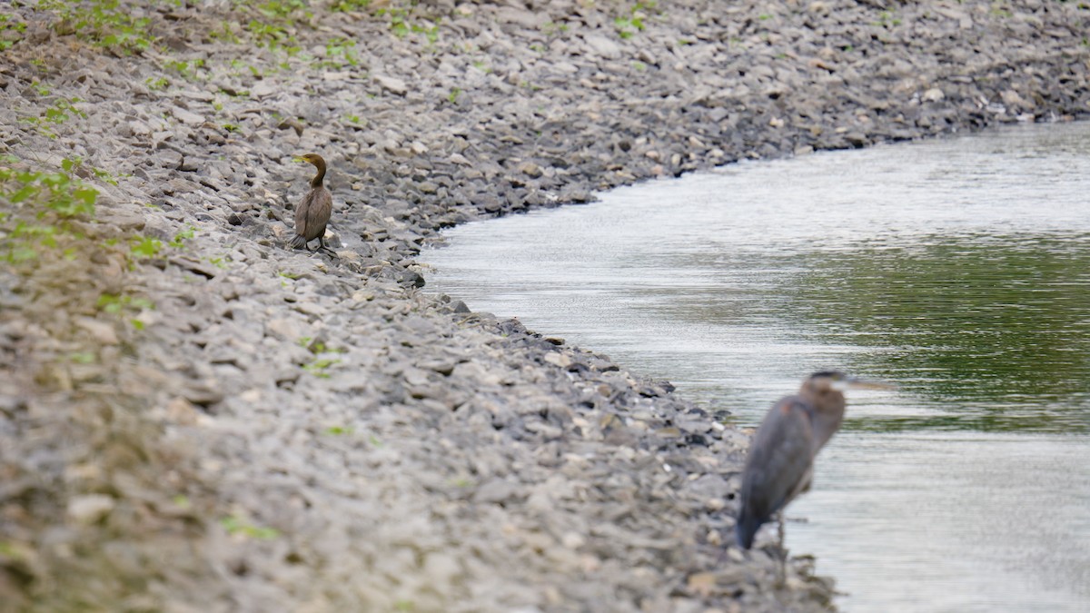 Double-crested Cormorant - ML609118403