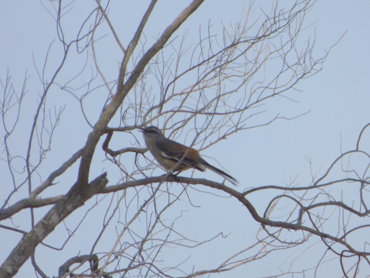 White-banded Mockingbird - ML609118471