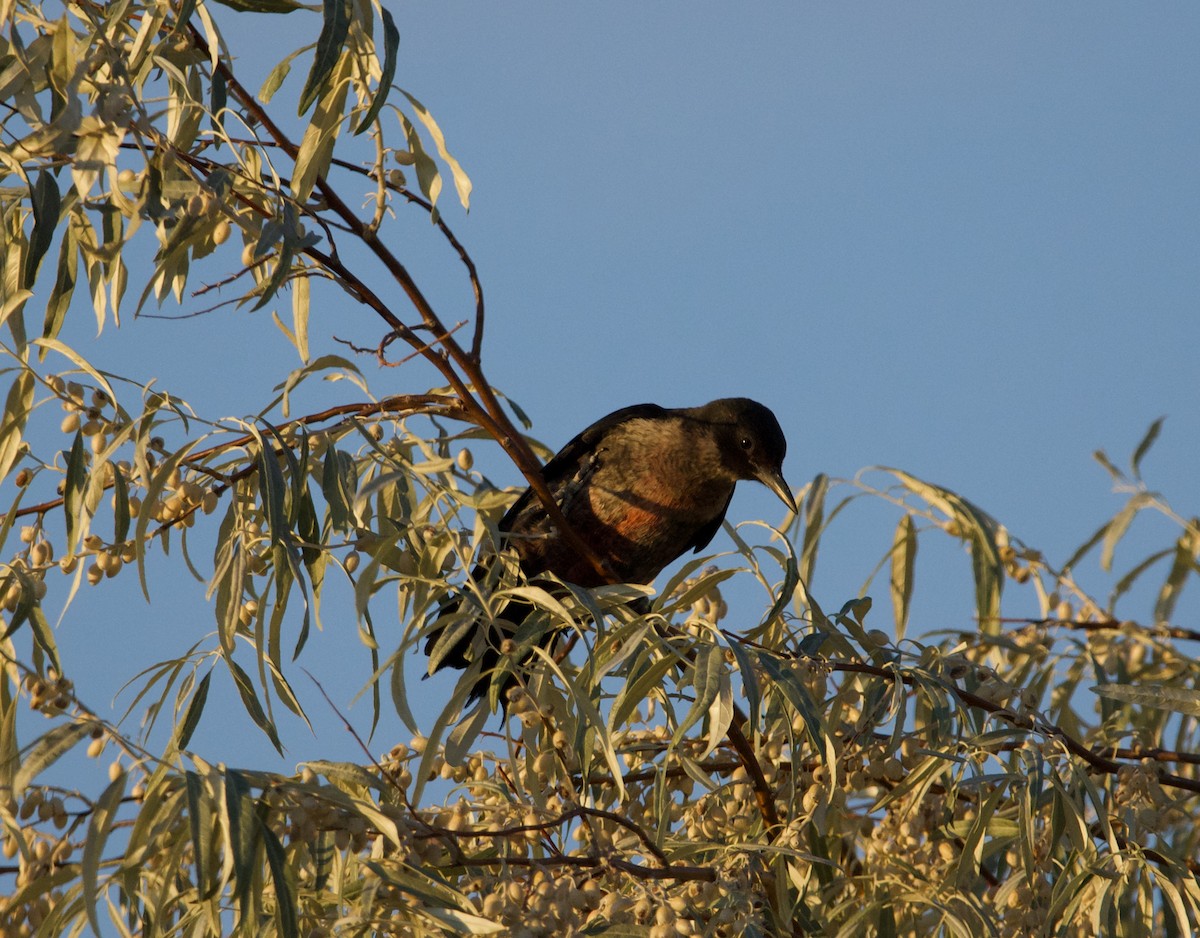 Lewis's Woodpecker - ML609118586