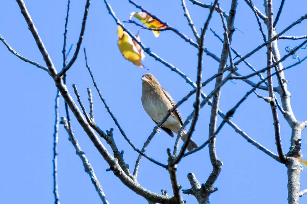 Indigo Bunting - Eric Stone