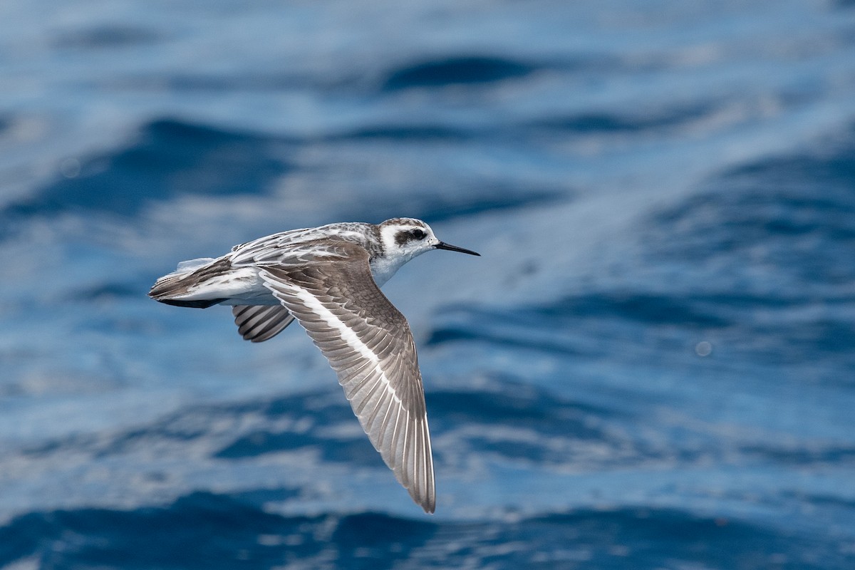 Red-necked Phalarope - ML609118836