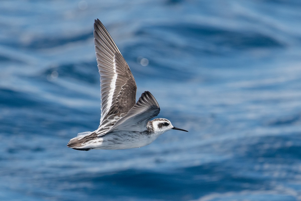 Red-necked Phalarope - ML609118837