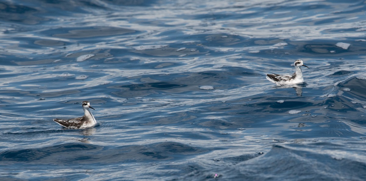 Red-necked Phalarope - ML609118841