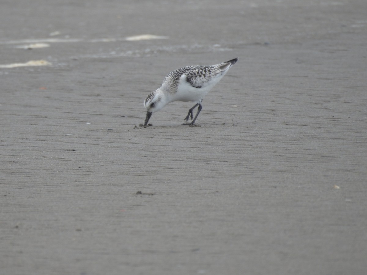 Sanderling - Sisgo Rachith Acuña Chinchilla