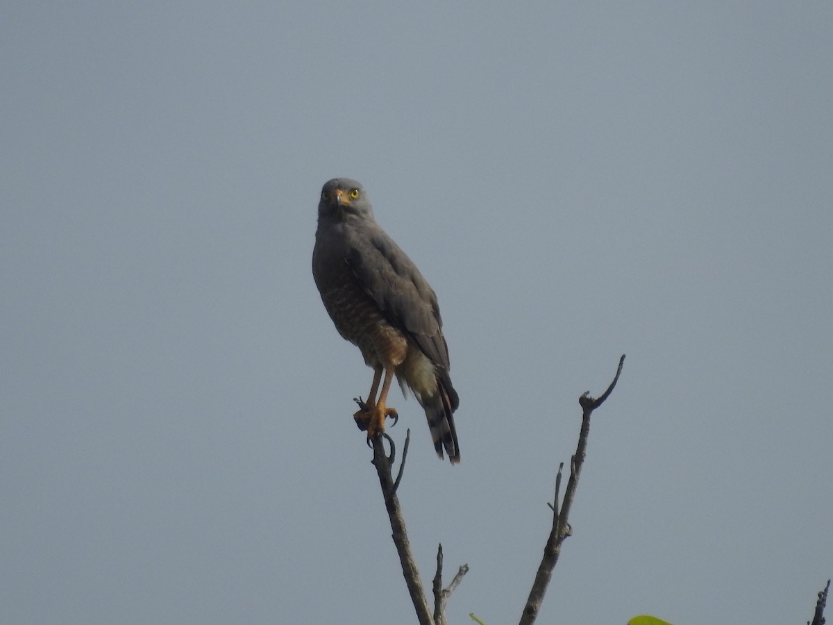 Roadside Hawk - ML609118877