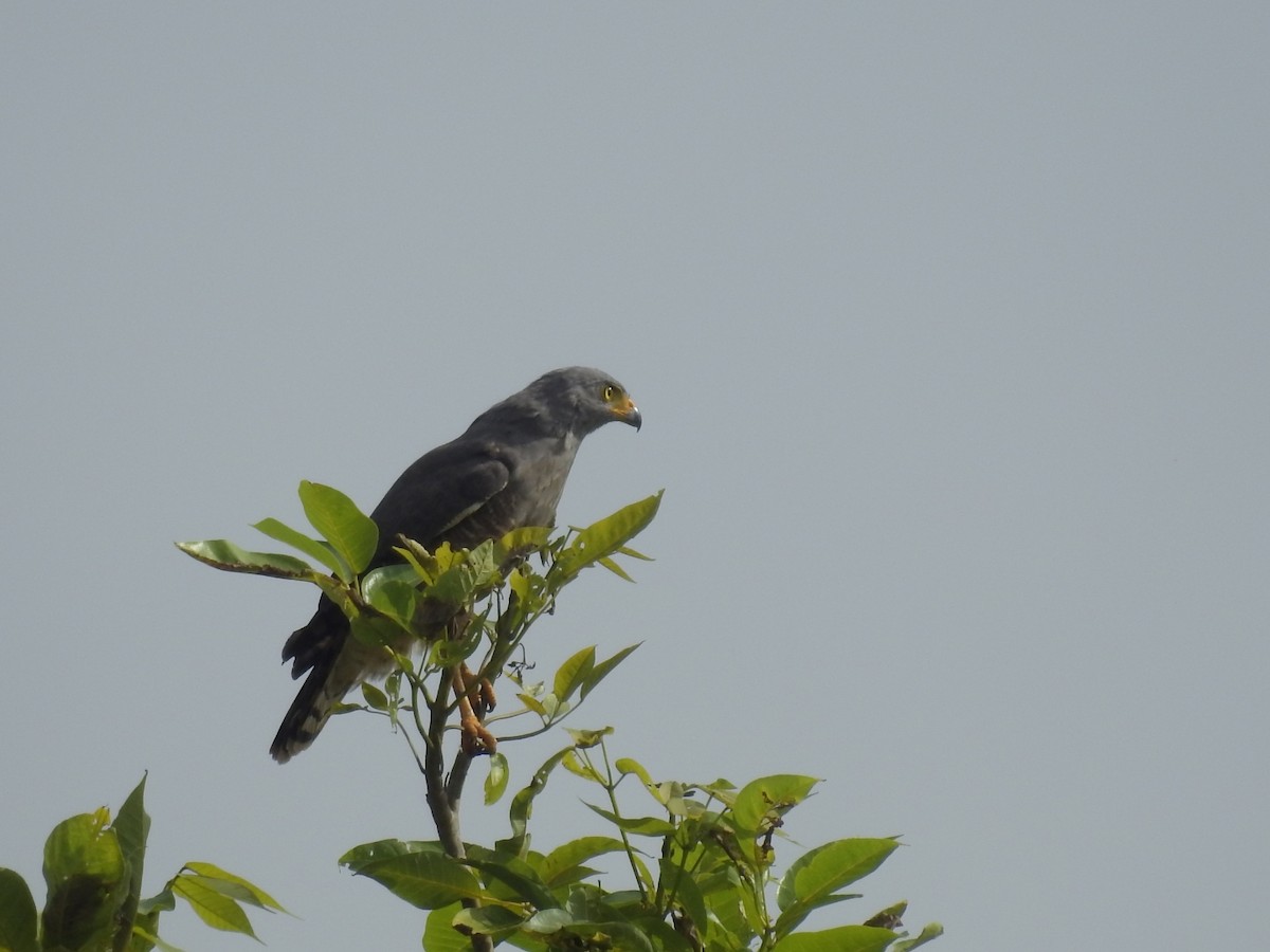 Roadside Hawk - ML609118880