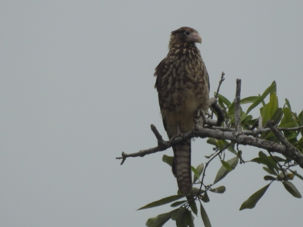 Yellow-headed Caracara - ML609118927