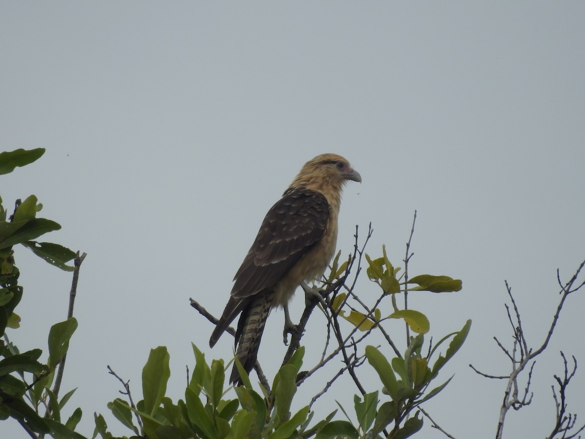 Yellow-headed Caracara - ML609118929