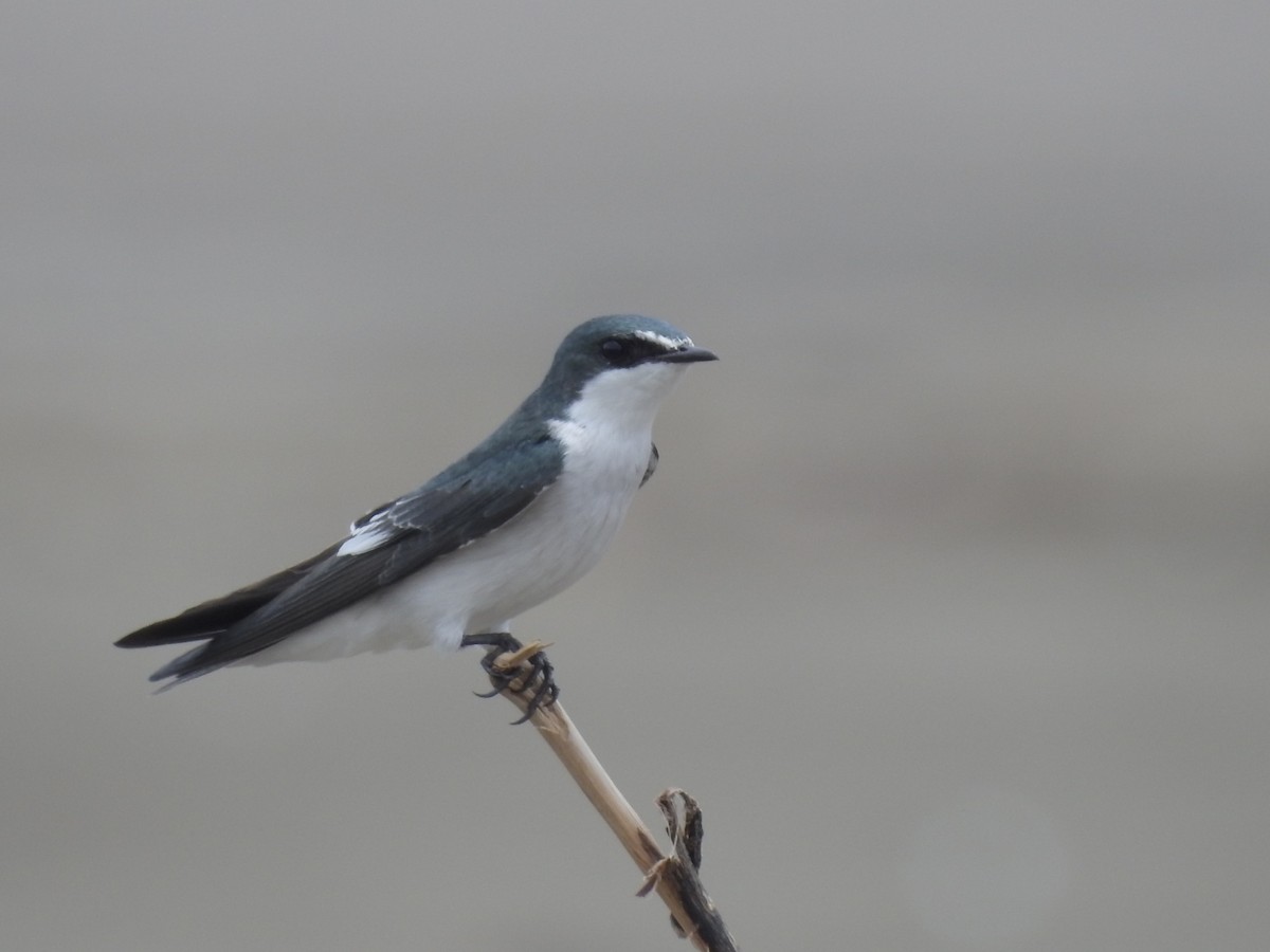 Mangrove Swallow - ML609118948