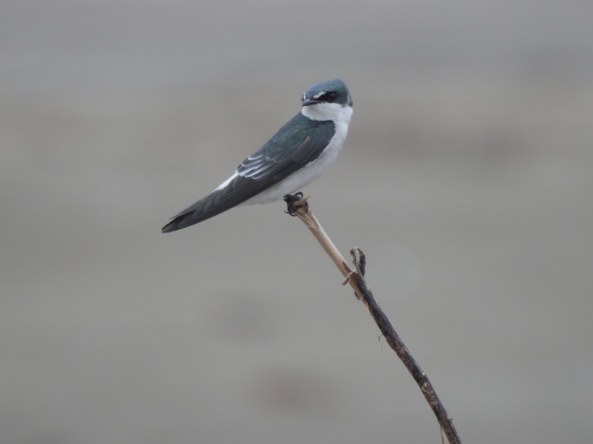 Mangrove Swallow - ML609118960