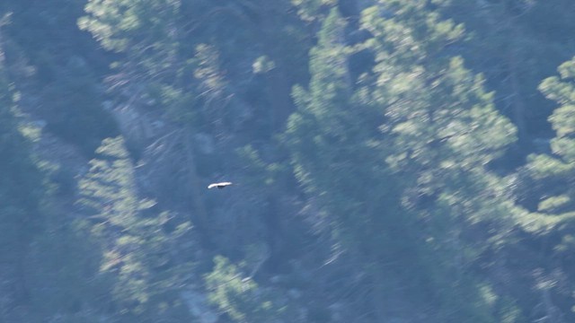 Zone-tailed Hawk - ML609118968