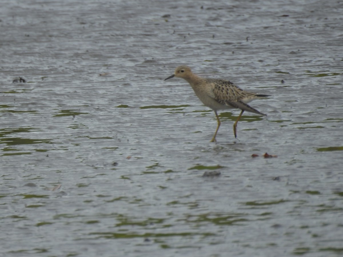 Buff-breasted Sandpiper - ML609118977