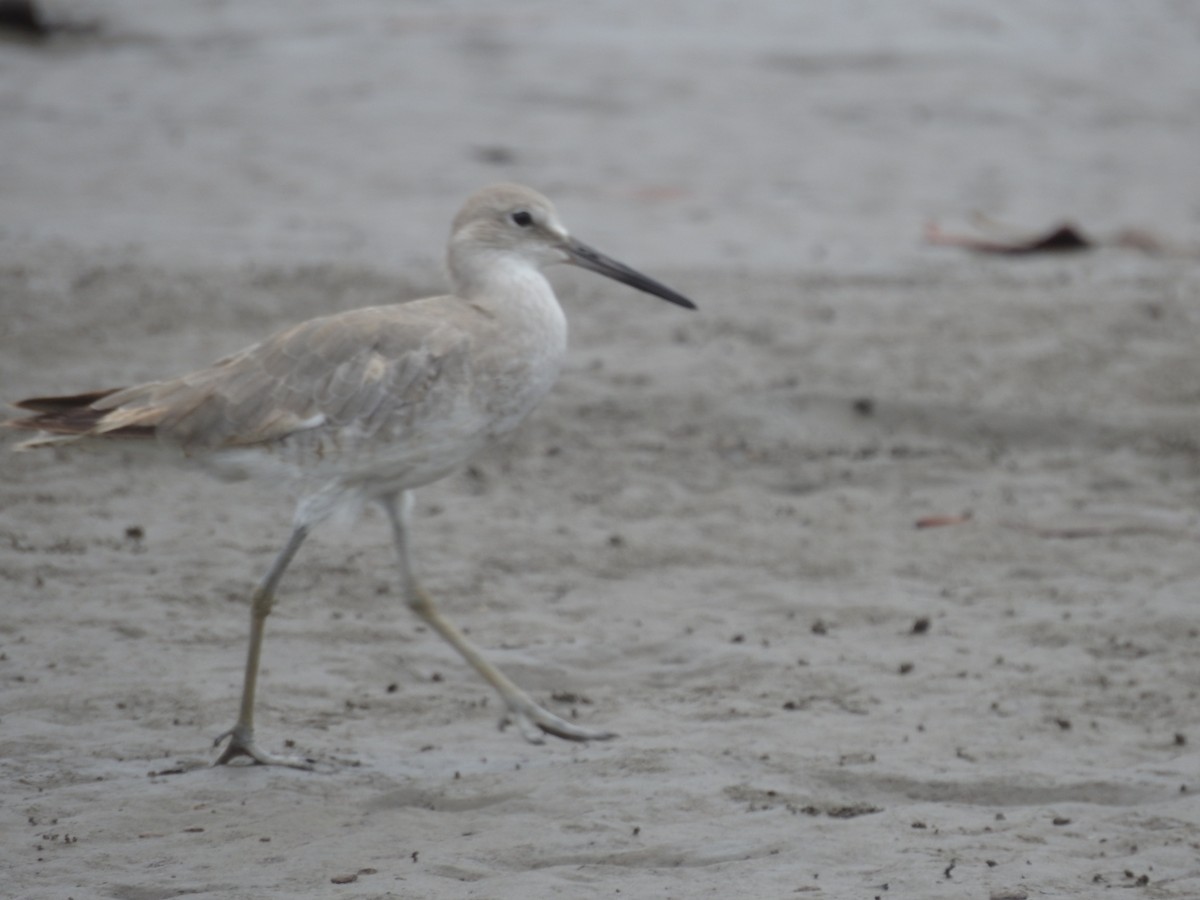 Willet - ML609118984