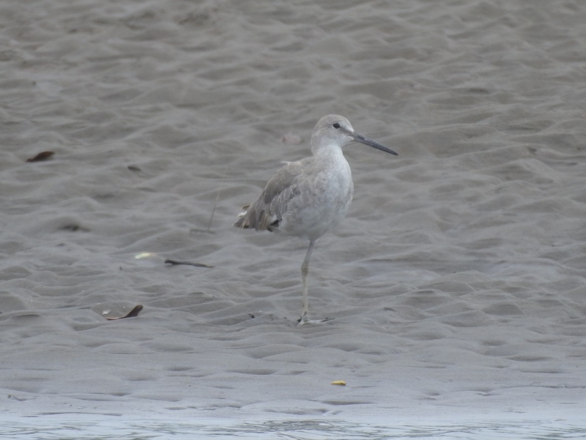 Willet - ML609118987