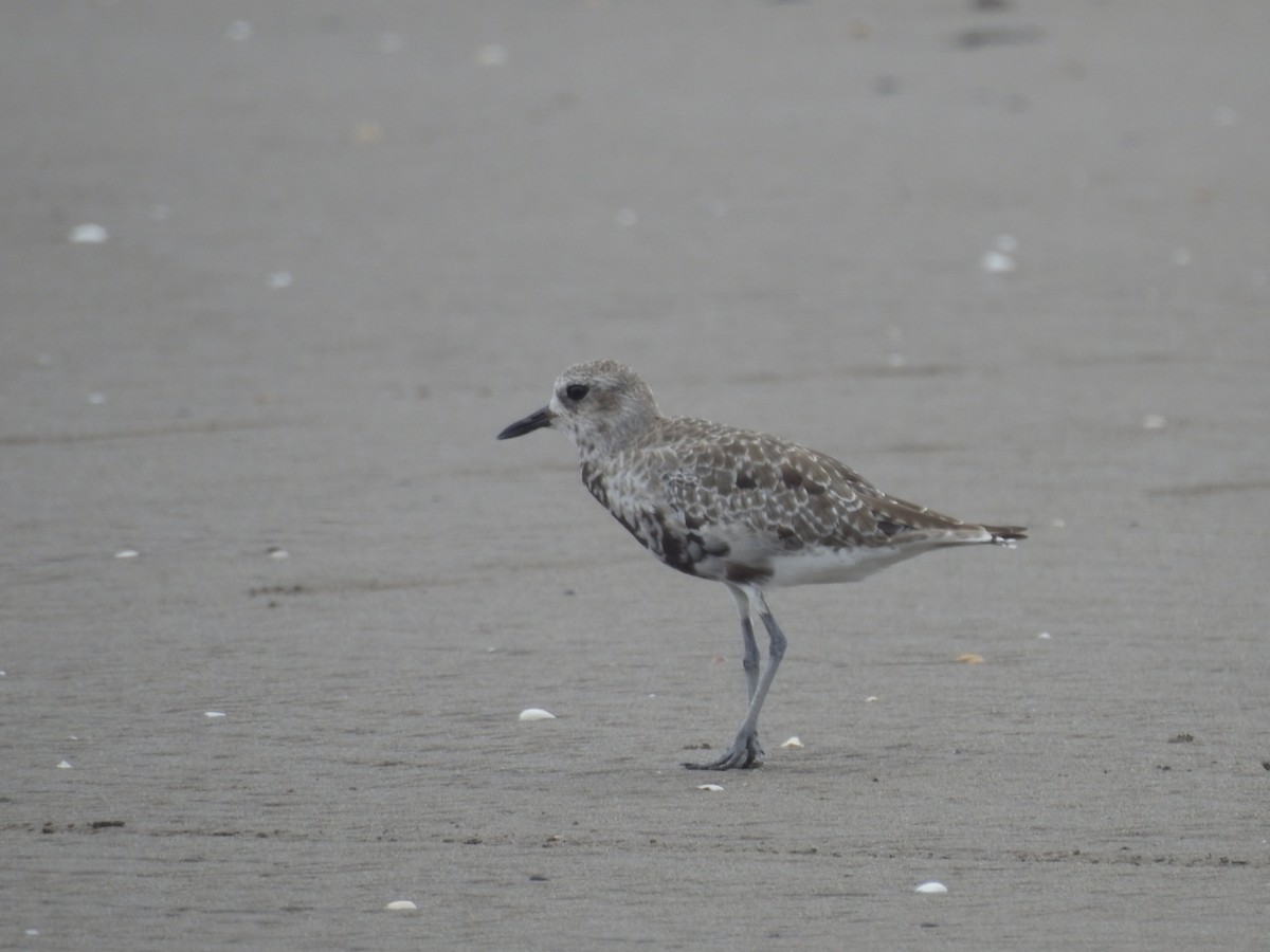 Black-bellied Plover - ML609119078