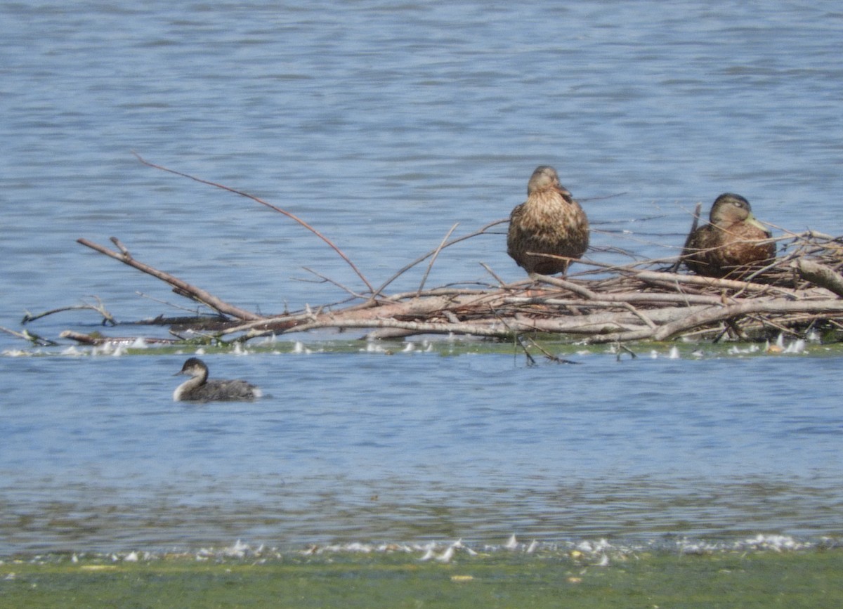 Eared Grebe - ML609119192