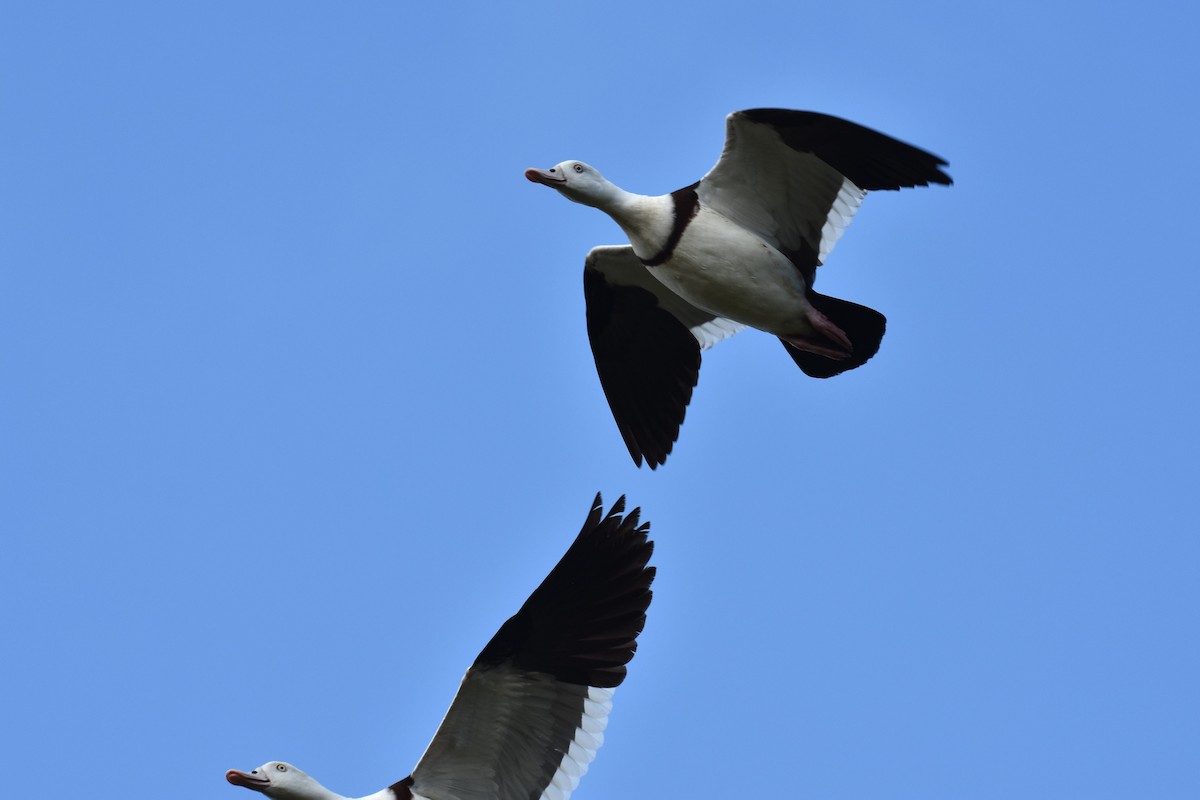 Radjah Shelduck - Stephen Haase