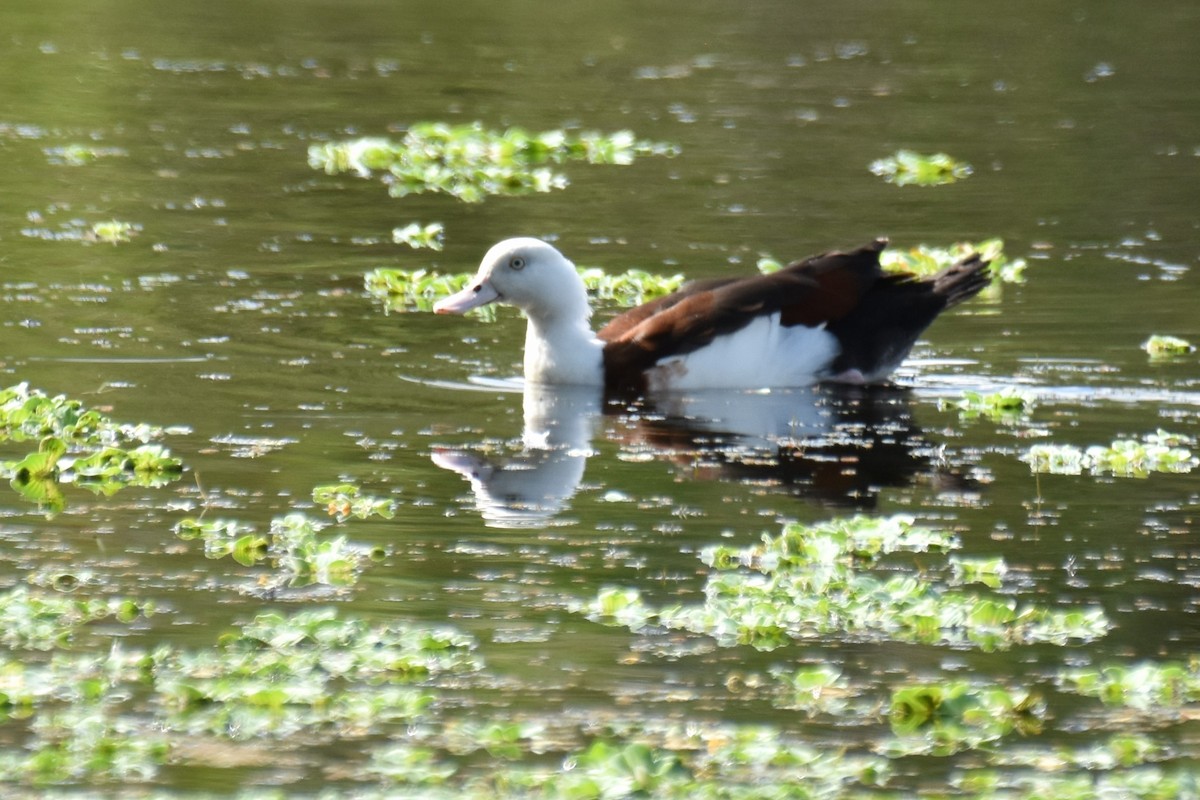 Radjah Shelduck - ML609119259