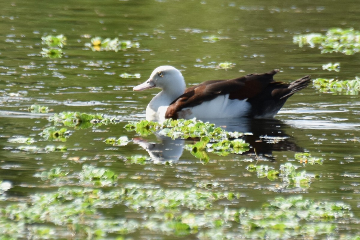 Radjah Shelduck - Stephen Haase